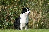 BORDER COLLIE 1372